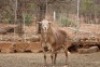 1 X RAM MEATMASTER LAPFONTEIN MEATMASTERS - 2
