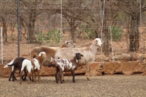 2 + 4 X OOI/EWE MEATMASTER LAPFONTEIN MEATMASTERS (PER PIECE TO TAKE THE LOT)