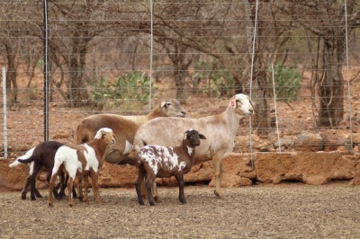 2 + 4 X OOI/EWE MEATMASTER LAPFONTEIN MEATMASTERS (PER PIECE TO TAKE THE LOT)