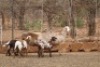 2 + 4 X OOI/EWE MEATMASTER LAPFONTEIN MEATMASTERS (PER PIECE TO TAKE THE LOT)