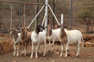 4 X OOI/EWE MEATMASTER LAPFONTEIN MEATMASTERS (PER PIECE TO TAKE THE LOT)