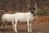 4 X OOI/EWE MEATMASTER LAPFONTEIN MEATMASTERS (PER PIECE TO TAKE THE LOT) - 2