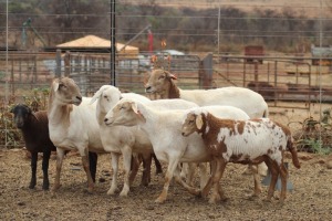 4 + 4 X OOI/EWE MEATMASTER LAPFONTEIN MEATMASTERS (PER PIECE TO TAKE THE LOT)