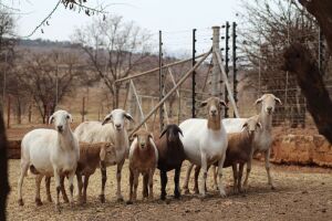 4 + 4 X OOI/EWE MEATMASTER LAPFONTEIN MEATMASTERS (PER PIECE TO TAKE THE LOT)