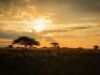 LOT 6&nbsp; &nbsp;5 DAY SABLE ANTELOPE & PLAINS GAME HUNT - 2