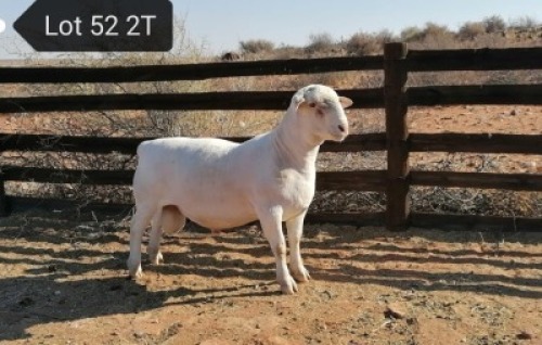1x WIT DORPER Ram Tony Cahi Witdorpers Stoet