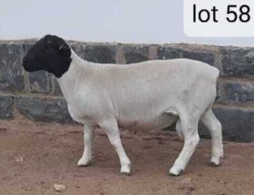 1x DORPER Ram West Front Dorpers Stoet