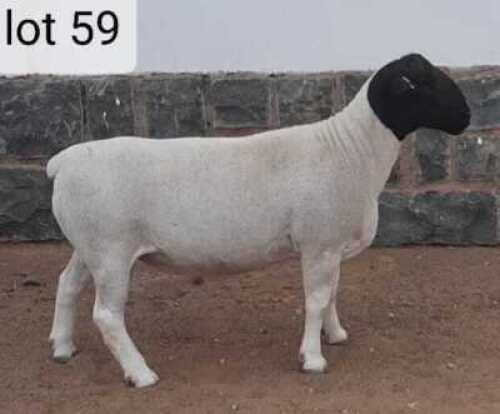 1x DORPER Ram West Front Dorpers Stoet