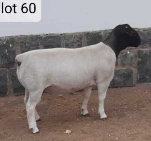1x DORPER Ram West Front Dorpers Kudde