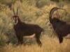 LOT 6&nbsp; &nbsp;5 DAY SABLE ANTELOPE & PLAINS GAME HUNT - 7
