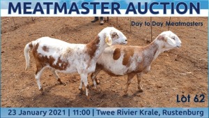 LOT 62 2X MEATMASTER OOI/EWE DAY TO DAY MEATMASTERS