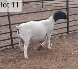 1x DORPER OOI/EWE West Front Dorpers Tipe 5