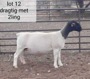 1x DORPER OOI/EWE West Front Dorpers Tipe 5