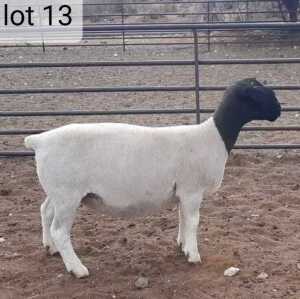 1x DORPER OOI/EWE West Front Dorpers Tipe 5