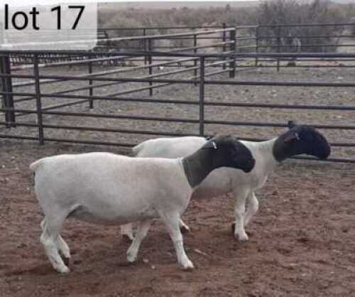 2x DORPER OOI/EWE West Front Dorpers Tipe 5