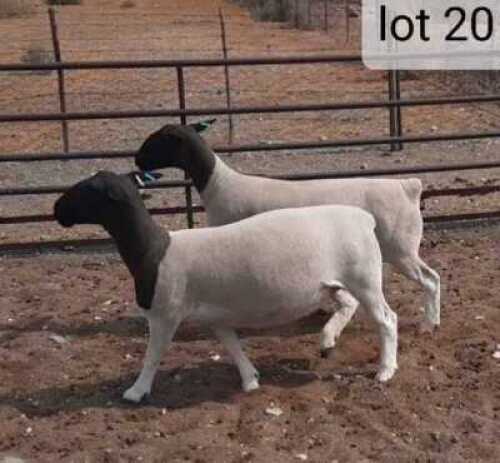 2x DORPER OOI/EWE West Front Dorpers Tipe 5