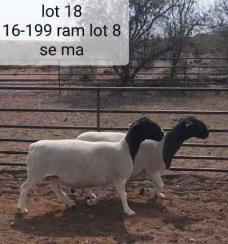 2x DORPER OOI/EWE West Front Dorpers Tipe 5