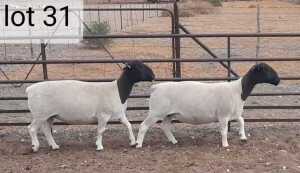 3x DORPER OOI/EWE West Front Dorpers Stoet