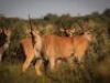 LOT 6&nbsp; &nbsp;5 DAY SABLE ANTELOPE & PLAINS GAME HUNT - 8