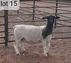 1x DORPER OOI/EWE West Front Dorpers Tipe 5