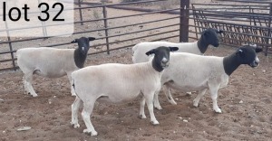 4x DORPER OOI/EWE West Front Dorpers Stoet