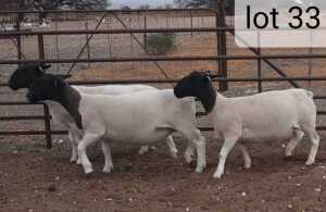 3x DORPER OOI/EWE West Front Dorpers Stoet