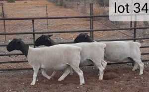 2x DORPER OOI/EWE West Front Dorpers Stoet