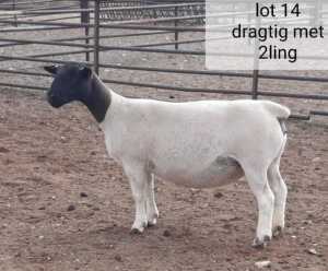 1x DORPER OOI/EWE West Front Dorpers Tipe 5