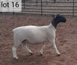 1x DORPER OOI/EWE West Front Dorpers Tipe 5