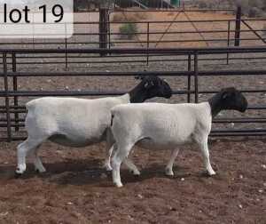 2x DORPER OOI/EWE West Front Dorpers Tipe 5