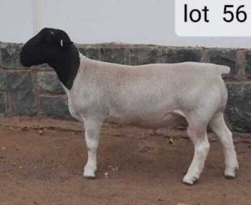 1x DORPER Ram West Front Dorpers Kudde
