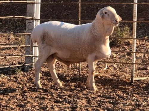 1x VAN ROOY Ram De Hoop Boerdery Kudde