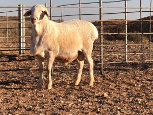 1x VAN ROOY Ram De Hoop Boerdery Kudde