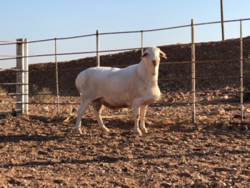 1x VAN ROOY Ram De Hoop Boerdery Stoet