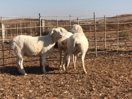 1x VAN ROOY Ram De Hoop Boerdery Stoet