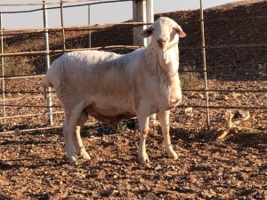 1x VAN ROOY Ram De Hoop Boerdery Kudde