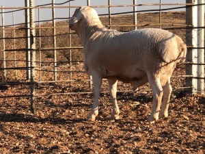 1x VAN ROOY Ram De Hoop Boerdery Kudde