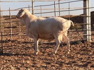 1x VAN ROOY Ram De Hoop Boerdery Stoet