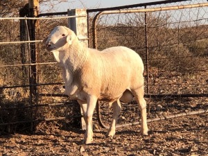 1x VAN ROOY Ram De Hoop Boerdery Stoet