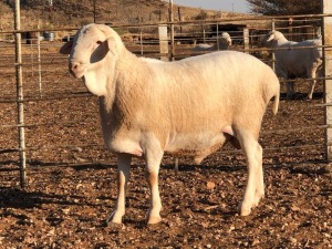 1x VAN ROOY Ram De Hoop Boerdery Kudde