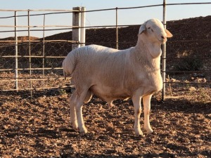 1x VAN ROOY Ram De Hoop Boerdery Stoet