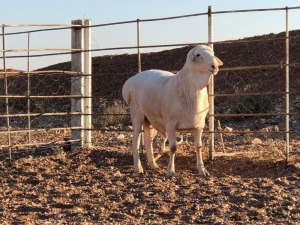 1x VAN ROOY Ram De Hoop Boerdery Kudde