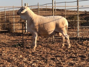 1x VAN ROOY Ram De Hoop Boerdery Stoet