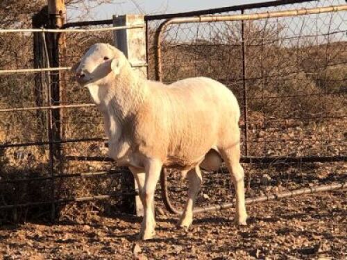 1x VAN ROOY Ram De Hoop Boerdery Kudde