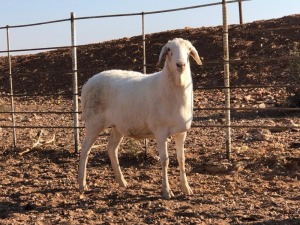 1x VAN ROOY OOI/EWE De Hoop Boerdery Stoet