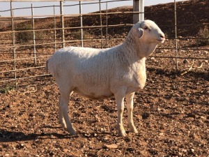 1x VAN ROOY OOI/EWE De Hoop Boerdery Stoet