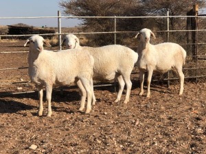 3x VAN ROOY OOI/EWE De Hoop Boerdery Kudde