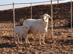 1x VAN ROOY OOI/EWE De Hoop Boerdery Stoet