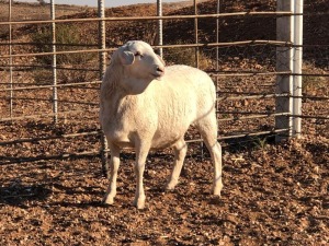 1x VAN ROOY OOI/EWE De Hoop Boerdery Stoet