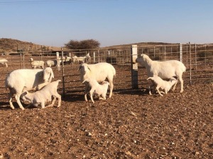 3x VAN ROOY OOI/EWE De Hoop Boerdery Kudde